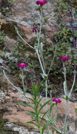 Rose Campion