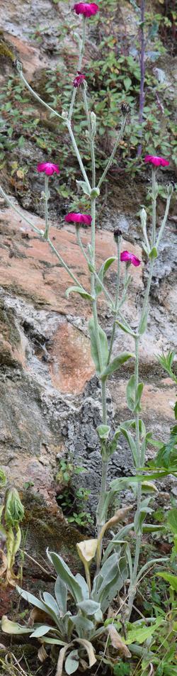 image for Rose Campion