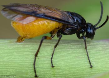 Large Rose Sawfly