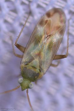 Megalocoleus molliculus