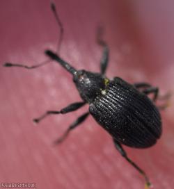 Strawberry Blossom Weevil