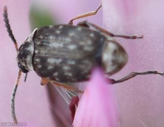 Bruchidius varius