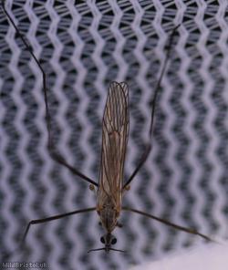 Erioconopa trivialis