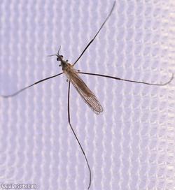 Erioconopa trivialis