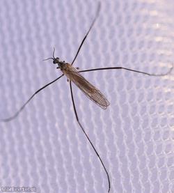 Erioconopa trivialis