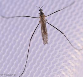 Erioconopa trivialis