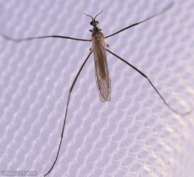 Erioconopa trivialis