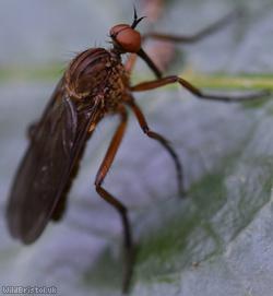 Empis livida