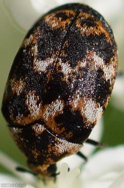 Varied Carpet Beetle