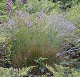 image for Wavy Hair-grass