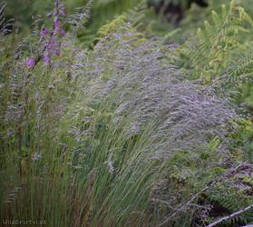 Wavy Hair-grass