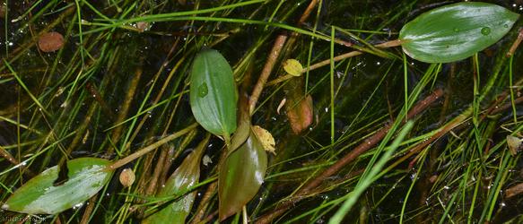 image for Bog Pondweed