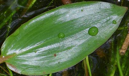 Bog Pondweed