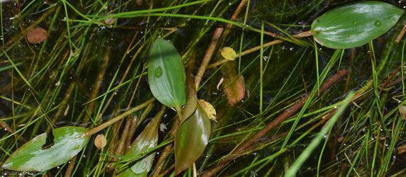 Bog Pondweed