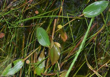 Bog Pondweed