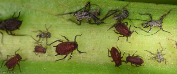 Bronze-brown Dandelion Aphid