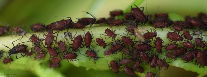 image for Bronze-brown Dandelion Aphid