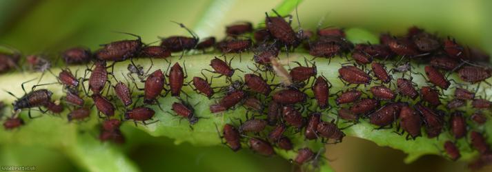Bronze-brown Dandelion Aphid