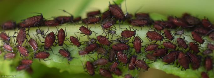 Bronze-brown Dandelion Aphid