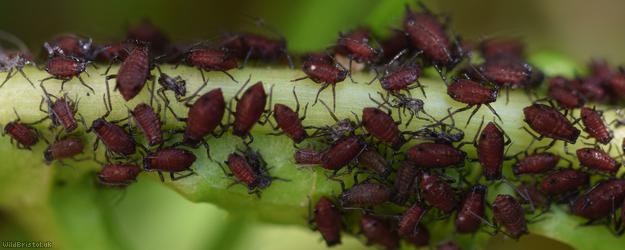 Bronze-brown Dandelion Aphid