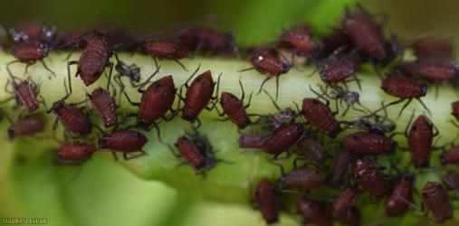 Bronze-brown Dandelion Aphid
