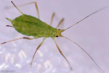 Potato Aphid