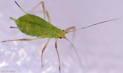 Potato Aphid