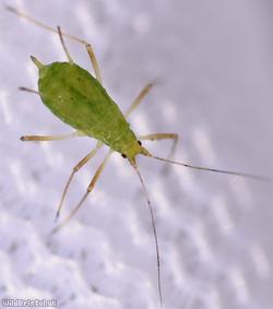 image for Potato Aphid