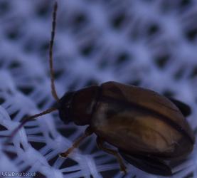 Potato Flea Beetle