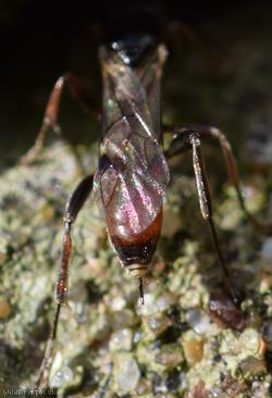 Endasys Unidentified 4