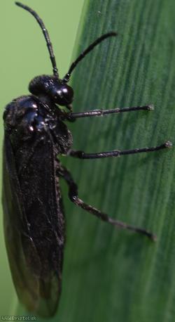 Iris Sawfly