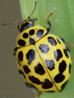 22 Spot Ladybird