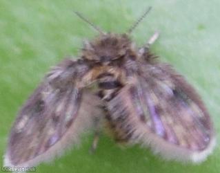 Pericoma trivialis