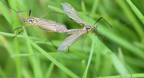 Spotted Cranefly