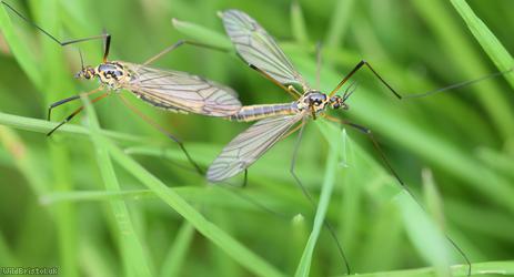 Spotted Cranefly