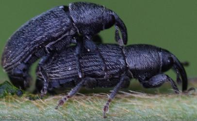 Stem Miner Weevil
