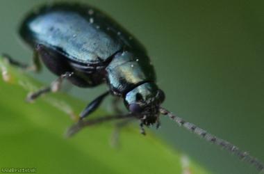 Altica lythri