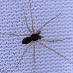 House running-spider