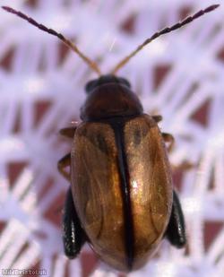Potato Flea Beetle