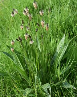 Ribwort Plantain