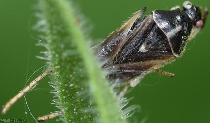 Oak Catkin Mirid Bug