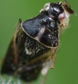 Oak Catkin Mirid Bug