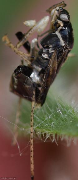Oak Catkin Mirid Bug