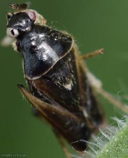 Oak Catkin Mirid Bug