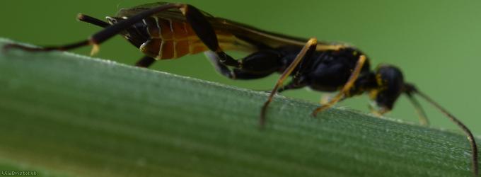 Collyria trichophthalma