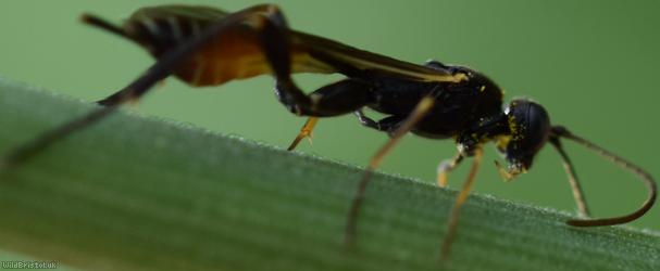 Collyria trichophthalma