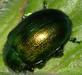 Mint Leaf Beetle