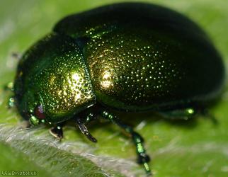 Mint Leaf Beetle