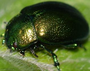 Mint Leaf Beetle