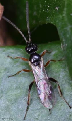 image for Endasys Unidentified 5